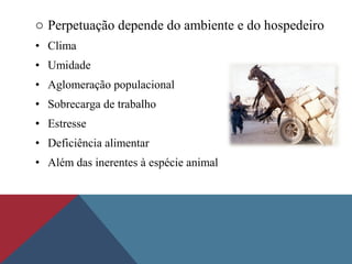 o Perpetuação depende do ambiente e do hospedeiro
• Clima
• Umidade
• Aglomeração populacional
• Sobrecarga de trabalho
• Estresse
• Deficiência alimentar
• Além das inerentes à espécie animal
 