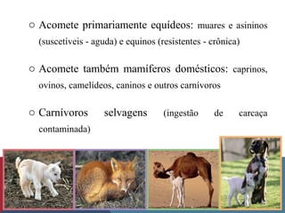 o Acomete primariamente equídeos: muares e asininos
(suscetíveis - aguda) e equinos (resistentes - crônica)
o Acomete também mamíferos domésticos: caprinos,
ovinos, camelídeos, caninos e outros carnívoros
o Carnívoros selvagens (ingestão de carcaça
contaminada)
 