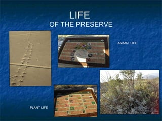 LIFE  OF THE PRESERVE ANIMAL LIFE PLANT LIFE 