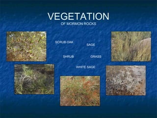 VEGETATION OF MORMON ROCKS SCRUB OAK SHRUB SAGE WHITE SAGE GRASS 