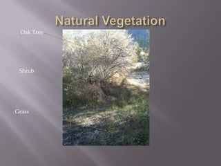 Natural VegetationOak Tree Shrub Grass