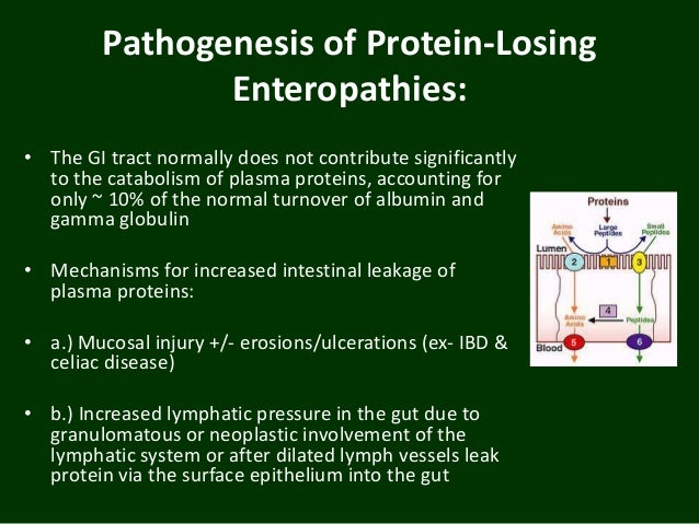 Morning report deva sharma 2 25-2014 diagram of intestinal system 