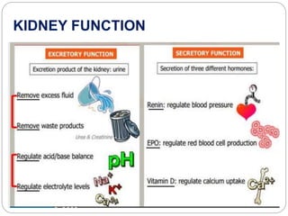 KIDNEY FUNCTION
 