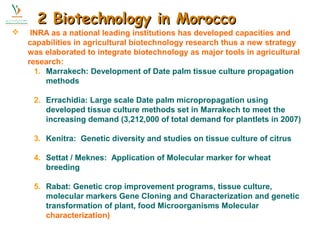 2 BBiiootteecchhnnoollooggyy iinn MMoorrooccccoo 
 INRA as a national leading institutions has developed capacities and 
capabilities in agricultural biotechnology research thus a new strategy 
was elaborated to integrate biotechnology as major tools in agricultural 
research: 
1. Marrakech: Development of Date palm tissue culture propagation 
methods 
2. Errachidia: Large scale Date palm micropropagation using 
developed tissue culture methods set in Marrakech to meet the 
increasing demand (3,212,000 of total demand for plantlets in 2007) 
3. Kenitra: Genetic diversity and studies on tissue culture of citrus 
4. Settat / Meknes: Application of Molecular marker for wheat 
breeding 
5. Rabat: Genetic crop improvement programs, tissue culture, 
molecular markers Gene Cloning and Characterization and genetic 
transformation of plant, food Microorganisms Molecular 
characterization) 
 