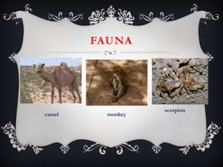 FAUNA
camel monkey
scorpion
 