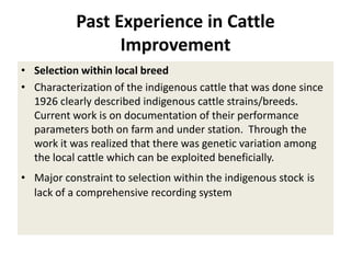 Efforts to improve the dairy industry in Tanzania