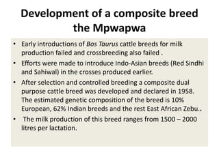 Efforts to improve the dairy industry in Tanzania