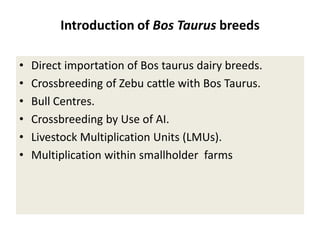 Efforts to improve the dairy industry in Tanzania