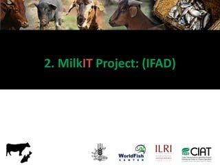 Motivation behind renewed interest in Tanzania dairy