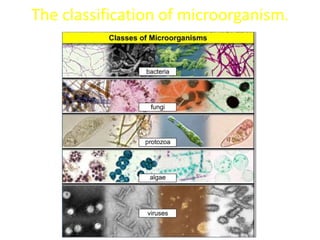 The classification of microorganism.
 