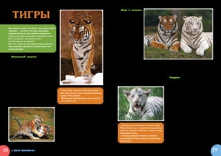 Тигр и человек


           ТИГРЫ                                                                                                 Обычно тигры спо
                                                                                                             койно относятся к  чело-
                                                                                                             веку. Например, амурс-
                                                                                                             кий тигр очень любопы-
                                                                                                             тен. При удобном случае
     Вы,   наверно, знаете,что 2010 год по восточному                                                        он даже любит наблю-
     гороскопу  – год Тигра. И среди новогодних                                                              дать за людьми и   мо-
     подарков многие из вас получили сувенирного                                                             жет идти по по их сле-
     тигренка или даже игрушечного плюшевого тигра.                                                          дам совсем незаметно.
     А что мы знаем о настоящих тиграх,                                                                      Случайно встретившись
     которые водятся в природе?                                                                              с  человеком, порой даже
     Вот что я  узнал об этих удивительных животных,                                                         мордой к лицу, амурский
     проштудировав несколько познавательных книг                                                             тигр часто сворачивает
     и энциклопедий.                                                                                         в  сторону, как бы усту-
                                                                                                             пая ему дорогу.
                                                                                                                   Но иногда тигру
        Настоящий хищник                                                                                     приходится защищать-
                                                                                                             ся. Уничтожение лесов
        Тигр –  один из самых больших наземных                                                               и  варварская охота приводят к тому, что тигры   с   помощью спутниковых ошейников следят за
     хищников нашей планеты. Вес крупного амур-                                                              начинают мстить людям.                           маршрутами, по которым передвигаются тигры.
     ского тигра достигает 350 килограммов! Попро-                                                               Сегодня тигр занесен в  международную        Это помогает понять, каким опасностям могут
     буй сравнить со своим весом – получается, что                                                           Красную Книгу редких и   исчезающих живот-       подвергнуться взрослые тигры и  их детеныши,
     тигр в 7 – 8 раз тяжелее.                                                                               ных, а амурский тигр занесен в Красную Книгу     и  помочь им выжить.
        В длину амурский тигр может быть до трех                                                             России. Но экологи стараются предотвратить
     метров, включая хвост. Да и   хвост у  тигров не                                                        вымирание тигров. Для этого создаются запо-         Тигрята
     маленький – целый метр!                                                                                 ведники, проводятся разные научные иссле-
        Ночью тигр видит в пять раз лучше, чем человек.                                                      дования. В  Уссурийском заповеднике ученые          Тигрица приносит детенышей в  самом глу-
        По снегу он способен развивать скорость до                                                                                                            хом и   недосягаемом уголке леса. Обычно ма-
     50 км/ч. Может быть, поэтому многие народы                                                                                                               лышей рождается два или три. Они очень
     Севера относятся к  нему с   почтением и   даже         •Тигры умеют выражать свое дружелюбие.                                                           беспомощны, весят не более килограмма, но
     страхом. Например, на языках народов Приа-              Они касаются друг друга головами, мордами,                                                       развиваются и  растут быстро. Тигрята появля-
     мурья тигра часто называют Амба («большой»)             и даже трутся боками.                                                                            ются на свет слепыми. В  двухнедельном воз-
     вместо Тасху («тигр»), чтобы не накликать беду.         •Ближайшим родственником тигра является                                                          расте у них открываются глазки, сперва небес-
        Живут тигры обычно в  лесах или зарослях:             царь зверей-лев!                                                                                но-голубого цвета. Потом глазки постепенно
     джунглях, сибирской тайге, густых кустарниках                                                                                                            желтеют. В  этом же возрасте тигрята начина-
                                                          или тростниках… Могут подняться даже в горы                                                         ют слышать, у них начинают расти зубы. Всего
                                                          – на высоту до 1500 – 2000 метров. В России                                                         через месяц они становятся шустрыми и  лю-
                                                          эти полосатые хищники водятся в  лесах Ха-                                                          бознательными, выбираются из логова и  даже
                                                          баровского и   Приморского краев, еще в  Ус-                                                        пытаются лазить по деревьям.
                                                          сурийской тайге и   на берегах реки Амур. Но                                                           Тигрята впервые покидают убежище в  воз-
                                                          на самом деле это не так уж много. В  1996                                                          расте двух месяцев. В шесть месяцев они уже
                                                          году насчитывалось около 415 –  476 тигров.                                                         сопровождают маму на охоте. Мама обязатель-
                                                          Как мало, правда?                                    •Амурский тигр изображен на флаге и гербе      но учит детенышей охотиться. Такая подготовка
                                                              В диких условиях тигры доживают обычно до 20     Приморского края и на многих геральдических    к самостоятельной жизни длится долгие меся-
                                                          – 25 лет. В зоопарках и цирках чаще всего содер-     символах городов и районов, а также на гербе
                                                                                                                                                              цы. В это время тигрята много играют, но дела-
                                                          жат амурских, бенгальских, суматранских и иногда     Хабаровского края .                            ют так не только из баловства и  удовольствия.
                                                          вьетнамских тигров. При хорошем уходе за ними        •У народов Дальнего Востока амурский           Во время игры они усваивают навыки, необхо-
                                                          звери становятся очень кроткими, привязывают-        и уссурийский тигры считаются священными
                                                                                                                                                              димые для нападения и   защиты. В  годовалом
                                                          ся к человеку. Но никогда не стоит забывать, что     животными!
                                                                                                                                                              возрасте детеныши впервые отправляются на
                                                           тигр – это все-таки дикий и грозный зверь.                                                         самостоятельную охоту.



28      в мире животных                                                                                                                                                                                   29
 