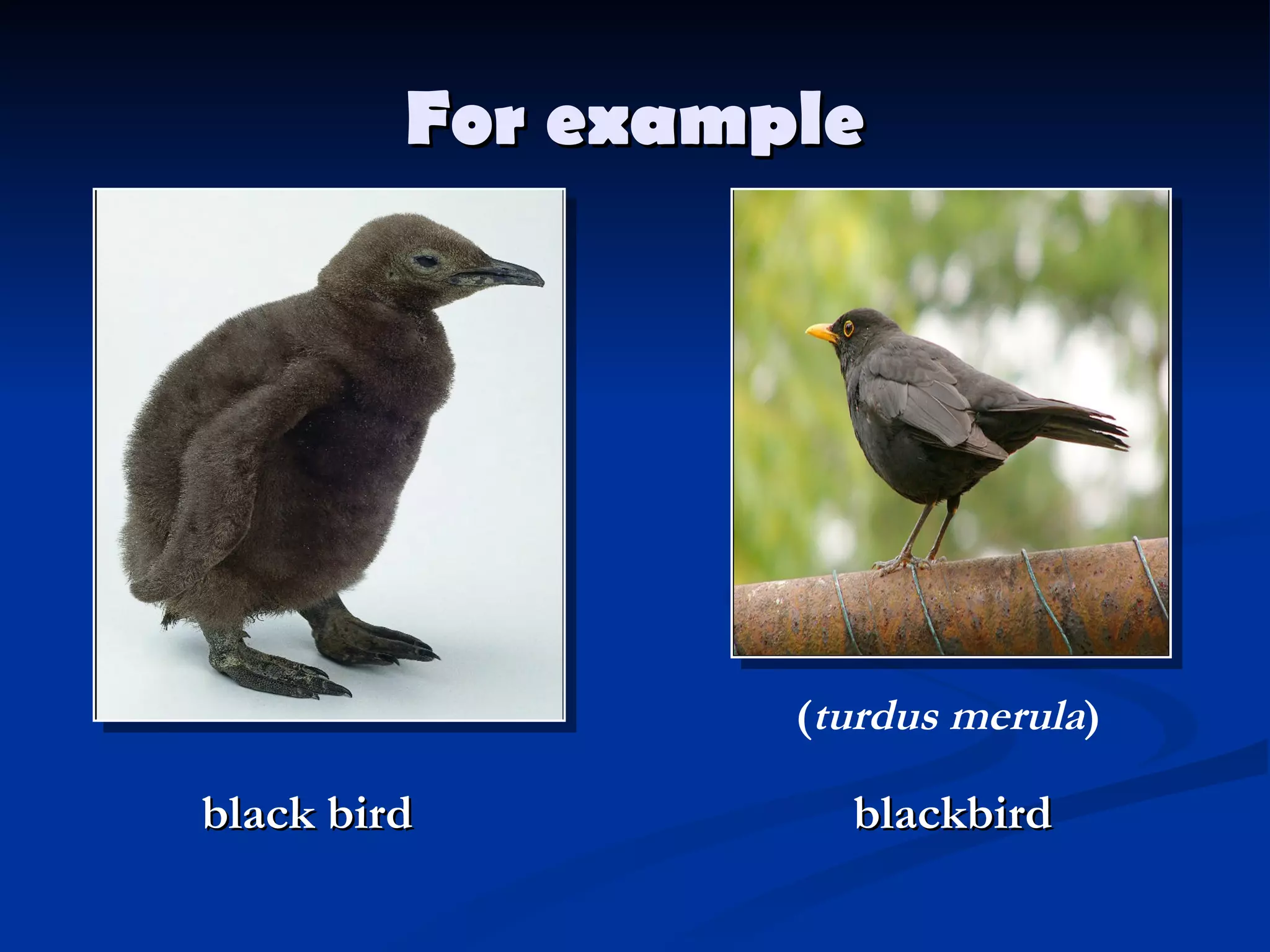 For  example black bird ( turdus merula ) blackbird 