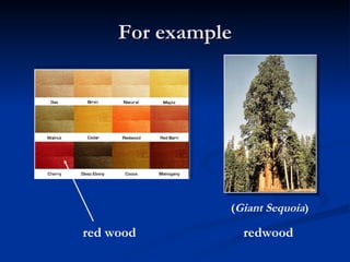 For  example red wood ( Giant Sequoia ) redwood 