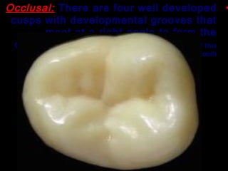 12/27/1719
•Occlusal: There are four well developed
cusps with developmental grooves that
meet at a right angle to form the
distinctive "+4" pattern characteristic of this
tooth.
 