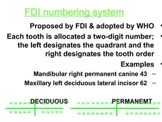12/27/1746
FDI numbering system
•Proposed by FDI & adopted by WHO
•Each tooth is allocated a two-digit number;
the left designates the quadrant and the
right designates the tooth order
•Examples
–Mandibular right permanent canine 43
–Maxillary left deciduous lateral incisor 62
DECIDUOUS PERMANEMT5554535251
8584838281 7172737475
6162636465 1817161514131211
4847464544434241
2122232425262728
3132333435363738
 