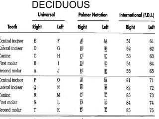 12/27/1748
DECIDUOUS
TEETH
 