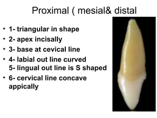 Proximal ( mesial& distal
• 1- triangular in shape
• 2- apex incisally
• 3- base at cevical line
• 4- labial out line curved
5- lingual out line is S shaped
• 6- cervical line concave
appically
 