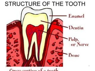12/27/1750
STRUCTURE OF THE TOOTH
 