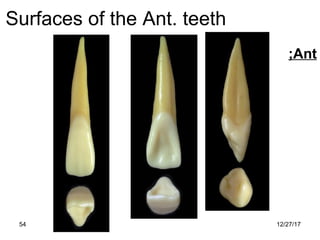 12/27/1754
Surfaces of the Ant. teeth
Ant;
 