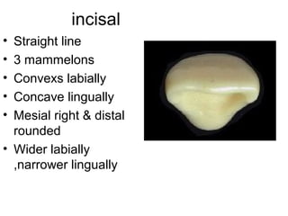 incisal
• Straight line
• 3 mammelons
• Convexs labially
• Concave lingually
• Mesial right & distal
rounded
• Wider labially
,narrower lingually
 