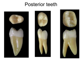 12/27/1760
Posterior teeth
 