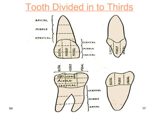 12/27/1764
Tooth Divided in to Thirds
 