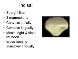 incisal
• Straight line
• 3 mammelons
• Convexs labially
• Concave lingually
• Mesial right & distal
rounded
• Wider labially
,narrower lingually
 