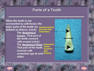 12/27/1787
INCISORS
 