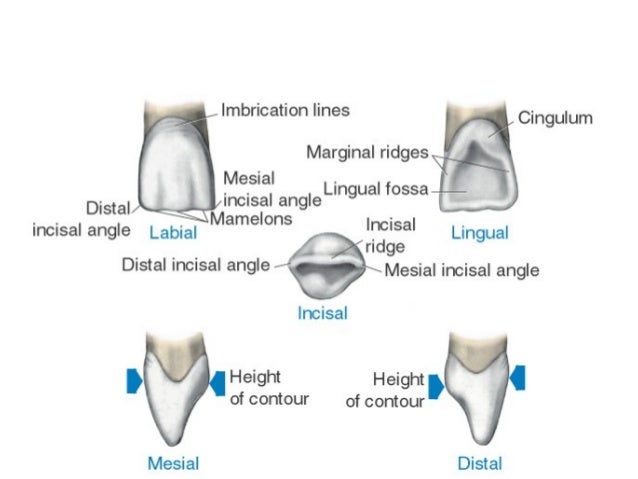 Incisor Morphology