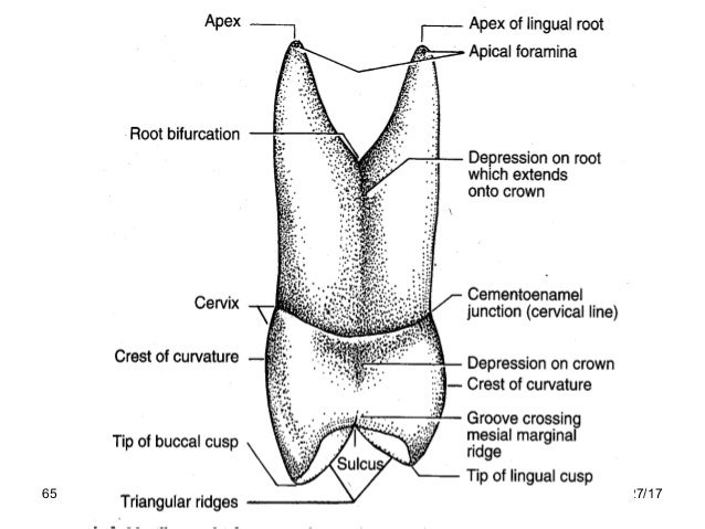Diagram Of The Incisor Tooth