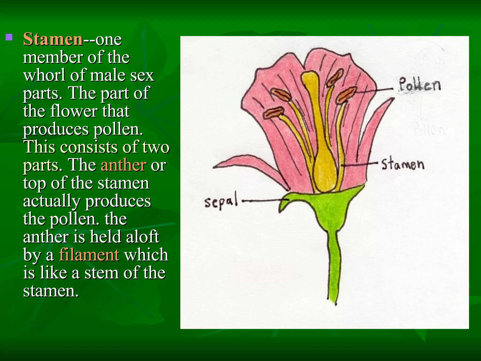 Stamen Function Morphoanatomy Of The Flower | PPT