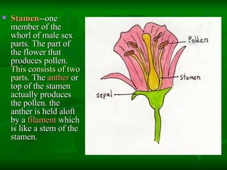 Stamen Example Morphoanatomy Of The Flower | PPT