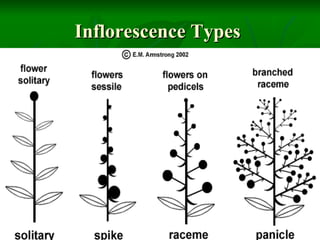 Different Inflorescence Classification Morphoanatomy Of The Flower | PPT