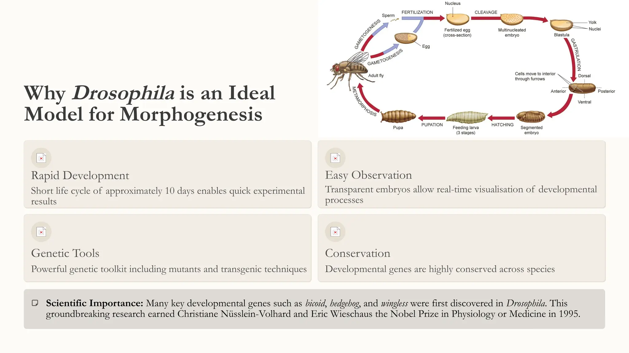 Morphogenesis in Drosophila melanogaster | PPTX