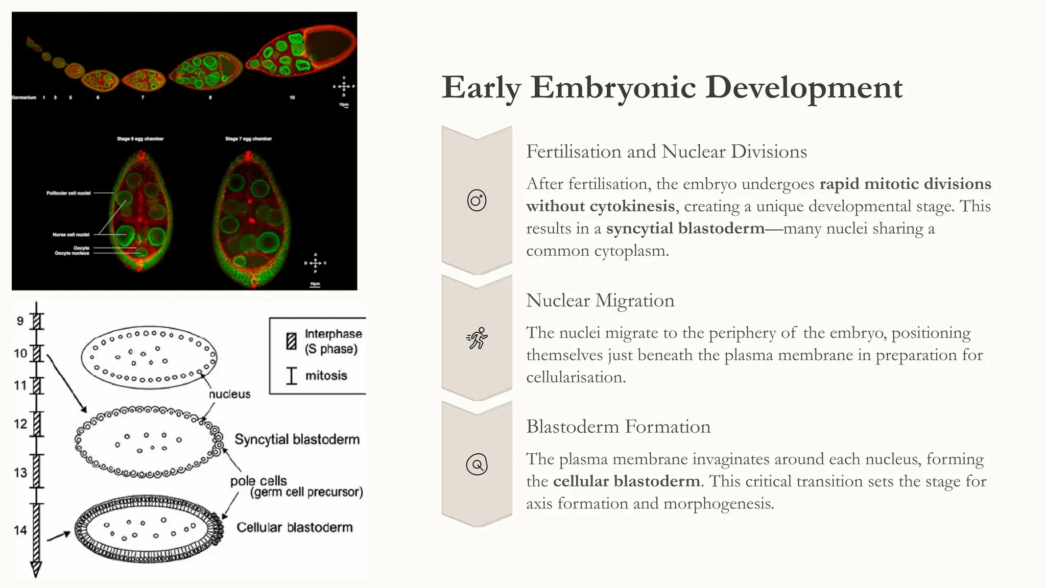 Morphogenesis in Drosophila melanogaster | PPTX
