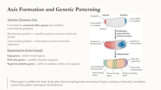 Morphogenesis in Drosophila melanogaster | PPTX