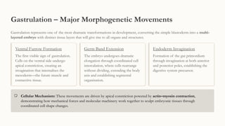 Morphogenesis in Drosophila melanogaster | PPTX