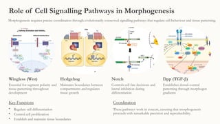 Morphogenesis in Drosophila melanogaster | PPTX