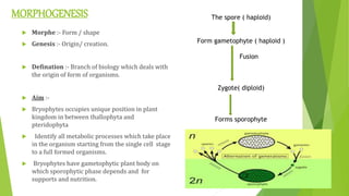 MORPHOGENESIS
 Morphe :- Form / shape
 Genesis :- Origin/ creation.
 Defination :- Branch of biology which deals with
the origin of form of organisms.
 Aim :-
 Bryophytes occupies unique position in plant
kingdom in between thallophyta and
pteridophyta
 Identify all metabolic processes which take place
in the organism starting from the single cell stage
to a full formed organisms.
 Bryophytes have gametophytic plant body on
which sporophytic phase depends and for
supports and nutrition.
The spore ( haploid)
Form gametophyte ( haploid )
Fusion
Zygote( diploid)
Forms sporophyte
 
