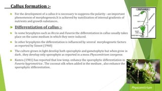 Callus formation :-
 For the development of a callus it is necessary to suppress the polarity –an important
phenomenon of morphogenesis.It is achieved by nutrilization of internal gradients of
nutrients and growth substances.
 Differentiation of callus :-
 In some bryophytes such as Riccia and Funeria the differentiation in callus usually takes
place on the same medium in which they were induced.
 In other bryophytes the differentiation is influenced by several morphogenetic factors
as reported by Sinnot (1960)
 The culture grows in light develop both sporophyte and gametophyte but when grow in
dark , they develop only sporophyte as reported in a moss Physcomitrium coorgense.
 Kumra (1981) has reported that low temp. enhance the sporophytic differentiation in
Funeria hygrometrica . The coconut silk when added in the medium , also enhance the
sporophytic differentiation .
Physcomitrium
 