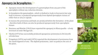 Apospry in bryophytes :-
 Apospory means the development of a gametophyte from any part of the
sporophyte without any reduction division .
 In bryophytes the gametophyte , which is thalloid or leafy in liverworts but only
leafy in mosses, is produced aposporously from diploid sporophytic tissues of
either foot or seta or capsule.
 In mosses the protonema and buds are produced before the formation of the plant
, therefore both of them can also be produced aposporously from sporophytic
tissues
 Rautzens and Matzke (1963) have reported the apospory in Blasia pusilla – a leafy
liverwort of order Metzgerials .
 Ulychn (1971) has successfully produced aposporous protonema in Dicrancella
schreberiana
 Pringshein (1876) and stahl (1876) reported the development of protonema from
the small fragment of seta . The diploid protonema , later on poduces the axis of
the plant .
Dicrancella
schreberiana
Blesia pusilla
 