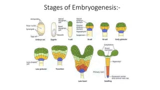 Morphogenesis, organogenesis, embryogenesis & other techniques | PPTX