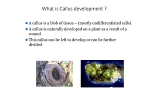 Call Us Development Morphogenesis, organogenesis, embryogenesis & other techniques | PPTX