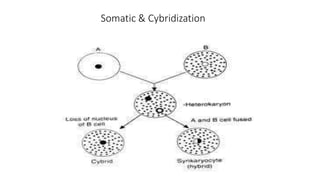 Cybridization Morphogenesis, organogenesis, embryogenesis & other techniques | PPTX