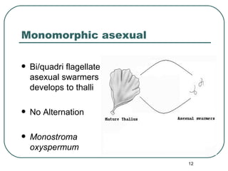 Morphogenetic Observations on Monostroma | PPT