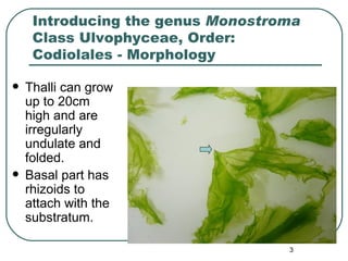 Morphogenetic Observations on Monostroma | PPT