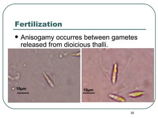 Morphogenetic Observations on Monostroma | PPT