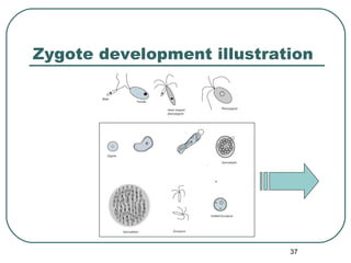Morphogenetic Observations on Monostroma | PPT