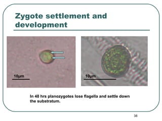 Morphogenetic Observations on Monostroma | PPT