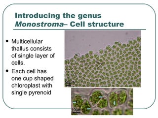 Morphogenetic Observations on Monostroma | PPT